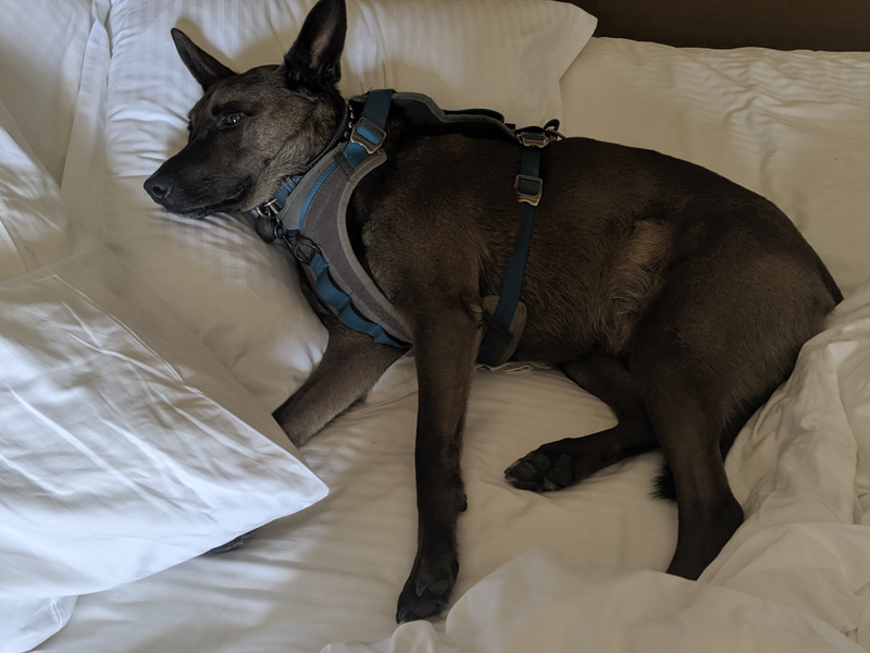 Illustration for article titled Toby living his best life